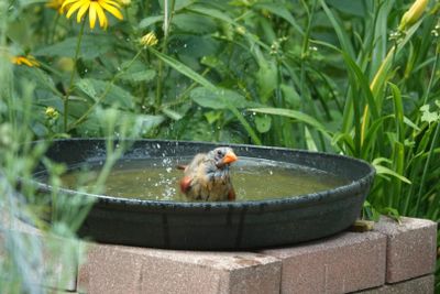 July 25, 2025For the Birds