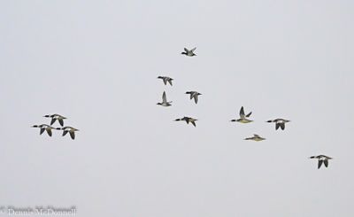 DSC_2881.JPG