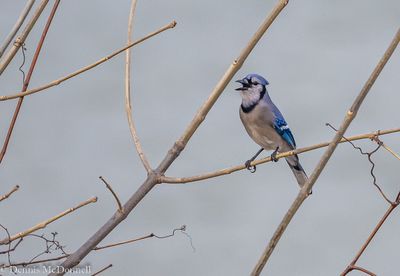 DSC_2936.JPG