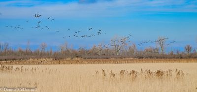 DSC_3211.JPG