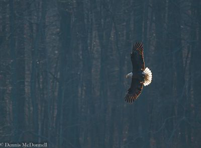 DSC_4792.JPG