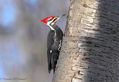 DSC_5313-Edit.JPG
