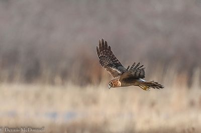 DSC_5498.JPG