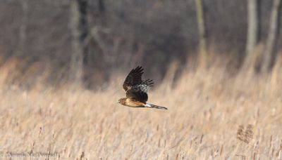 DSC_5540-Enhanced.JPG