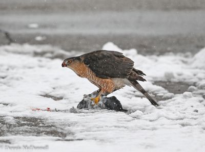 DSC_5629.JPG