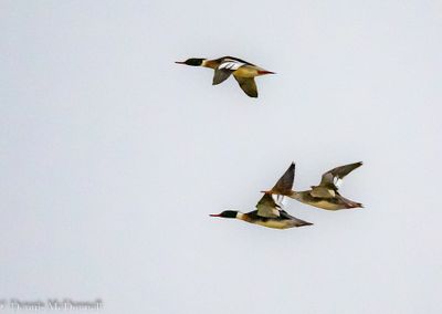 DSC_8086.JPG