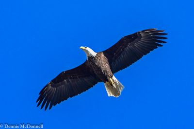 DSC_4599.JPG
