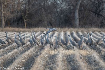 DSC_0146.jpg