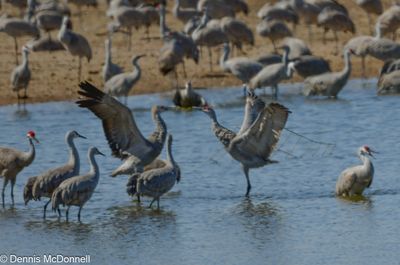 DSC_0389-Enhanced.jpg