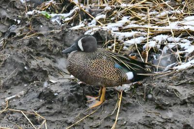 DSC_5145-Enhanced.jpg