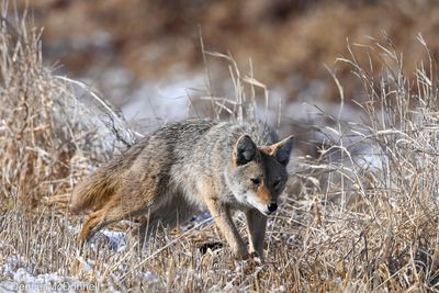 DSC_6593.jpg
