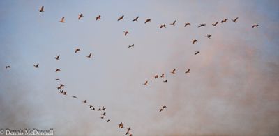 DSC_7351.JPG