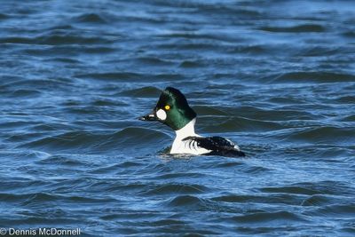 DSC_9750-Enhanced.jpg