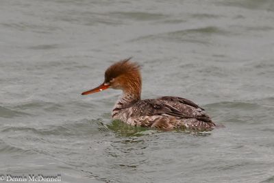 DSC_0724.JPG