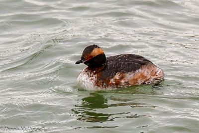 DSC_0744-Edit.JPG