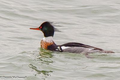 DSC_0753-Edit.JPG