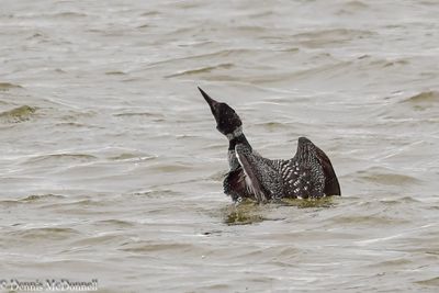 DSC_0787-Edit.JPG