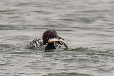 DSC_0823-Enhanced.JPG