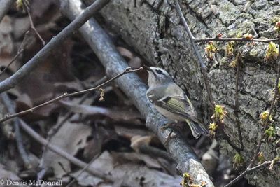 DSC_7919.JPG