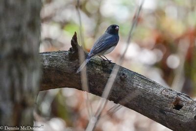 DSC_7940.JPG