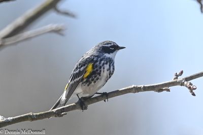 DSC_8198.JPG