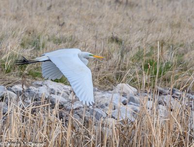 DSC_8648.JPG