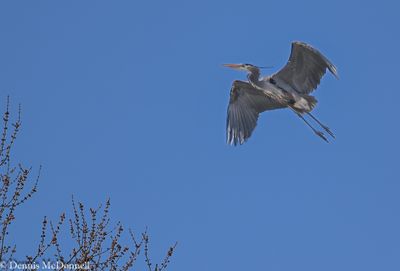 DSC_8066-Edit.JPG