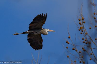 DSC_8134-Enhanced-Edit.JPG