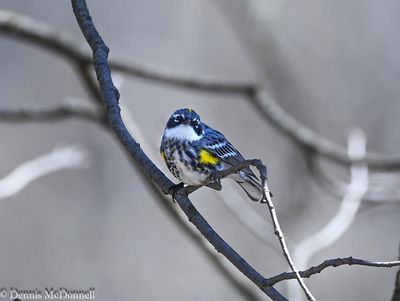 DSC_8308-Edit.JPG