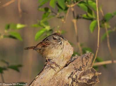 DSC_8688.JPG