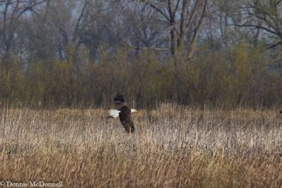 DSC_8882-Enhanced.JPG