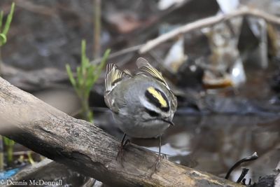 DSC_9387.JPG
