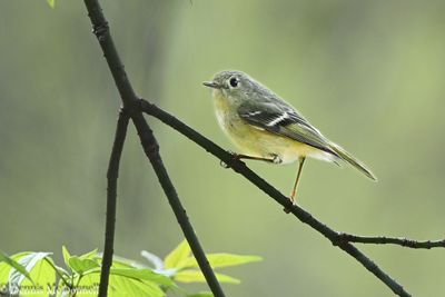 DSC_9760.JPG