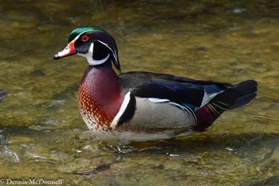 DSC_1194.JPG