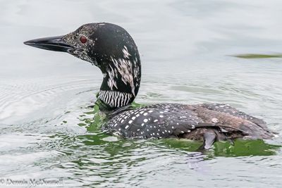 DSC_8674.JPG
