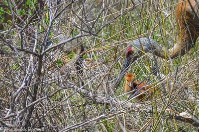 DSC_9295-Edit.JPG