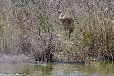 DSC_9428.JPG