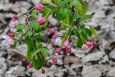 DSC_9586.JPG