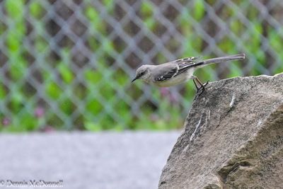 DSC_9599.JPG