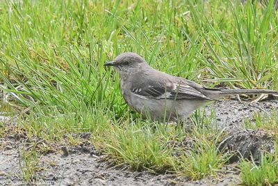 DSC_9737.JPG