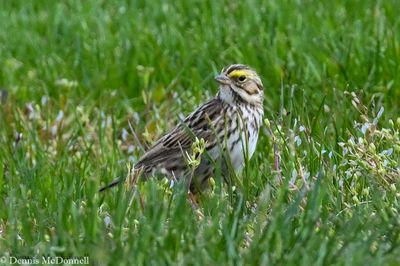 DSC_9823.JPG