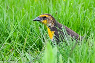 DSC_9871.JPG
