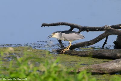 Z9I_7549.JPG