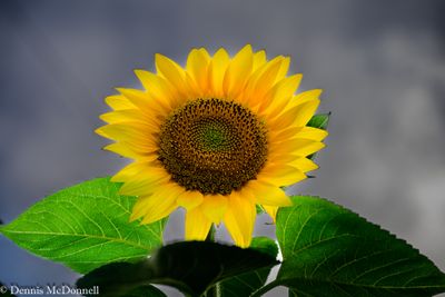 Z8Z_1102.JPG