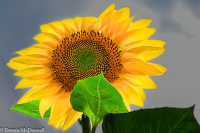 Z8Z_1104-2.JPG