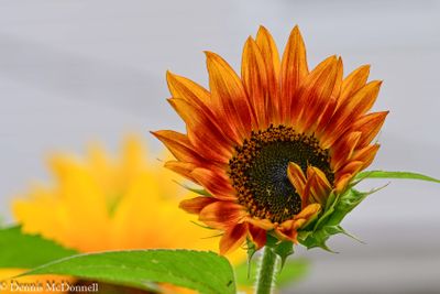 Z8Z_1456.jpg