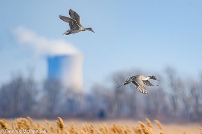 D6S_5290-Edit.JPG