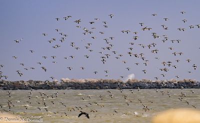Z8Z_9831-2.JPG