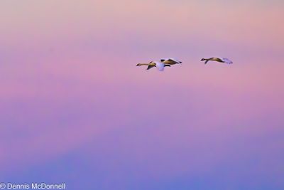 Z9I_0352.JPG