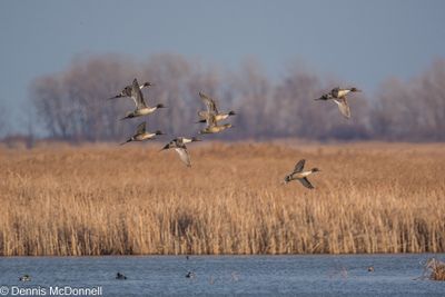 D6S_5630-Edit.JPG